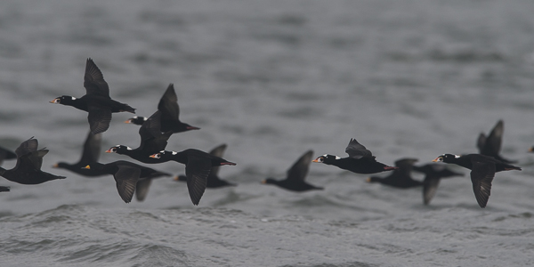 Pilkkaniska, Surf Scoter, Melanitta perspicillata